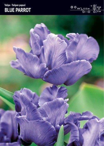 Tulipan papuzi Blue Parrot kwitnie na niebiesko.