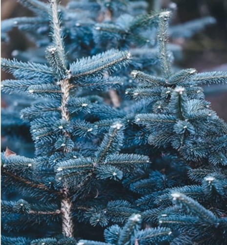 Świerk srebrny kłujący Misty Blue - sadzonka 25-30 cm