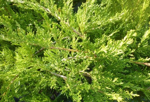 Jałowiec Pfitzera Pfitzeriana - sadzonka 60-80 cm