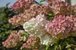 Hortensja bukietowa Candlelight – sadzonka 30-40 cm