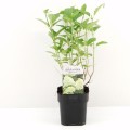 Hortensja bukietowa Limelight PBR – sadzonka 30-40 cm