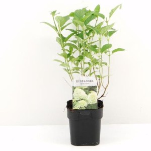Hortensja bukietowa Limelight PBR – sadzonka 30-40 cm