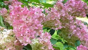 Hortensja bukietowa Vanilla Frise (Hydrangea Paniculata Vanilla Frise) 30-40 cm