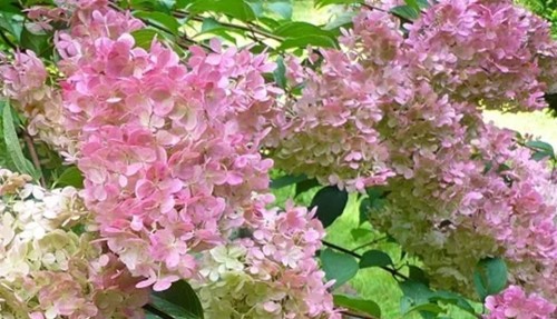 Hortensja bukietowa Vanilla Frise (Hydrangea Paniculata Vanilla Frise) 30-40 cm