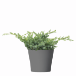 Jałowiec Chiński 'Blue Alps' – Sadzonka 20-30 cm