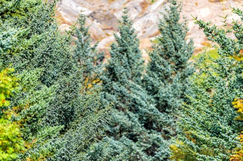 103619_Jałowiec Skalny Skyrocket (Juniperus Scopulorum Skyrocket) 50-70 cm C2.jpg