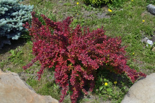 104271_Berberys Thunberga Red Dream (Berberis Thunbergii Red Dream).jpg