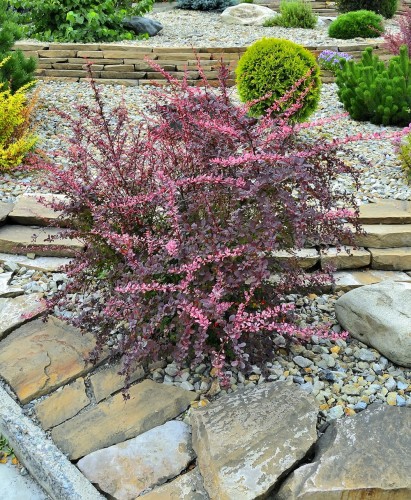 Berberys Thunberga Pink Queen – sadzonka 15-25 cm