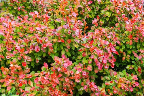 Berberys Thunberga Florence – sadzonka 15-25 cm