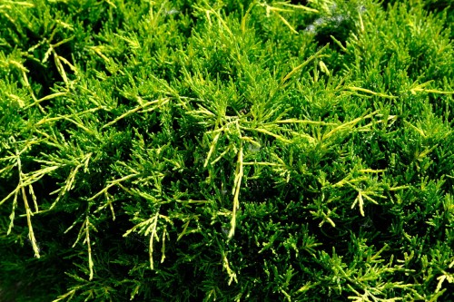 103438_Jałowiec Płożący Andorra Compact (Juniperus Horizontalis Andorra Compact) 20-30 cm C2 (1).jpg