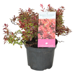 Berberys Thunberga 'Admiration' – Sadzonka 15-25 cm