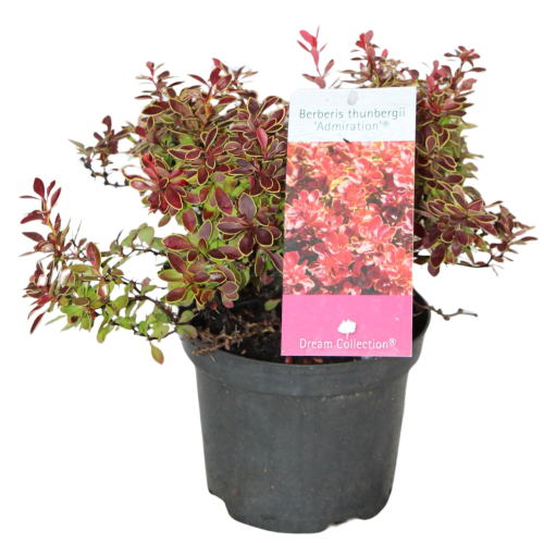 103654_Berberys Thunberga Admiration (Berberis Thunbergii Admiration) (1).png