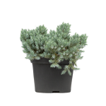 Jałowiec Łuskowaty 'Blue Star' – Sadzonka 10-15 cm