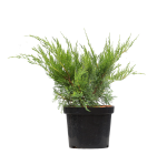 Jałowiec Pfitzera 'Mint Julep' – Sadzonka 30-50 cm