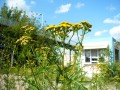 Wrotycz, z którego wytwarzany jest preparat na pędraki, to popularne zioło.