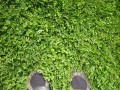 Dzięki mikrokoniczynie, trawnik sam się nawozi azotem.