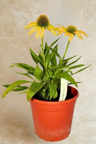 Jeżówka Fountain Yellow - sadzonka 30-50 cm