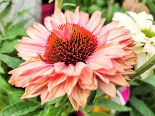 Jeżówka Apricot - sadzonka 30-50 cm