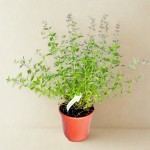 Kocimiętka Faassena Six Hills Giant - sadzonka  30-50 cm