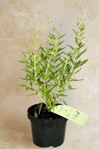 Perowskia łobodolistna Blue Spire - sadzonka 30-50 cm