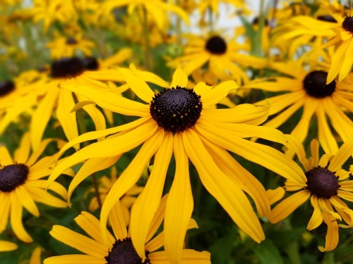 Rudbekia błyskotliwa Goldsturm - sadzonka 40-60 cm