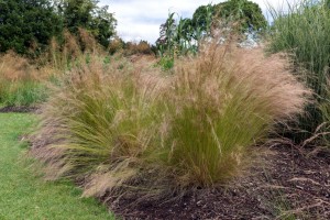 Trzcinnik ostrokwiatowy Karl Foerster - sadzonka 40-50 cm