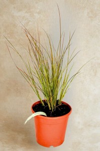 Turzyca Buchanana Red Rooster - sadzonka 30-50 cm