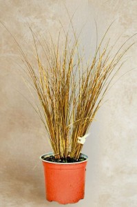 Turzyca włosowa Bronze Perfection - sadzonka 30-40 cm