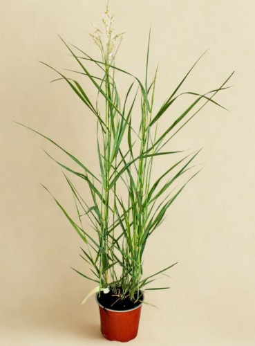 Proso rózgowate Squaw - sadzonka 40-60 cm