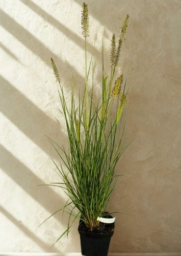 Rozplenica japońska Black Beauty - sadzonka 40-50 cm