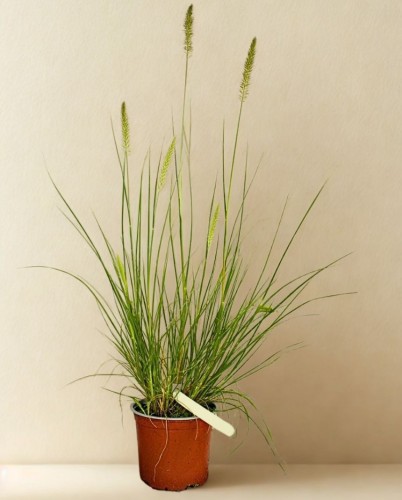 Rozplenica japońska Hameln - sadzonka 40-60 cm