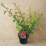 Pigwowiec japoński - sadzonka 50-70 cm