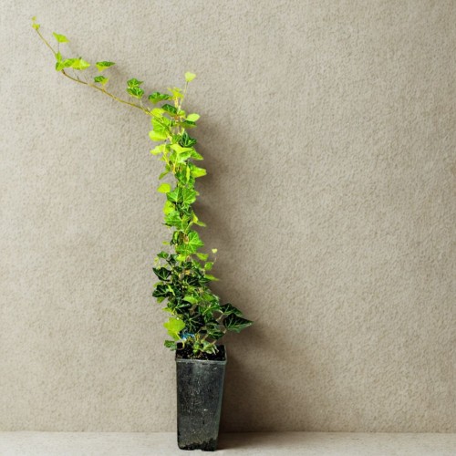 Bluszcz pospolity - sadzonka 40-60 cm