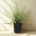 Suchodrzew chiński Moss Green - sadzonka 30-50 cm