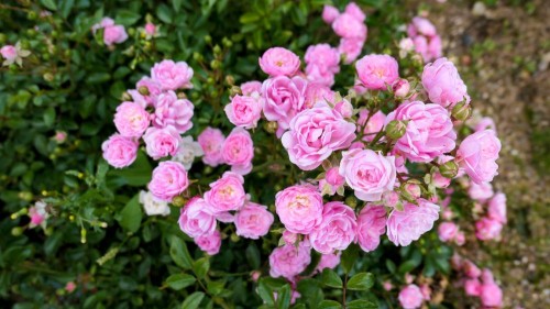 Róża okrywowa różowa The Fairy Pink - sadzonka 30-50 cm