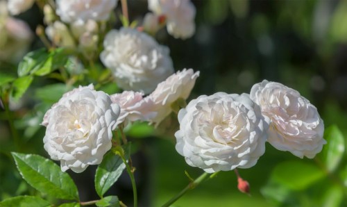 Róża okrywowa biała Sea Foam - sadzonka 30-50 cm