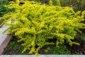 Berberys Thumberga Tiny Gold  - sadzonka  15-25 cm