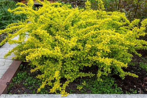 Berberys Thumberga Tiny Gold  - sadzonka  15-25 cm