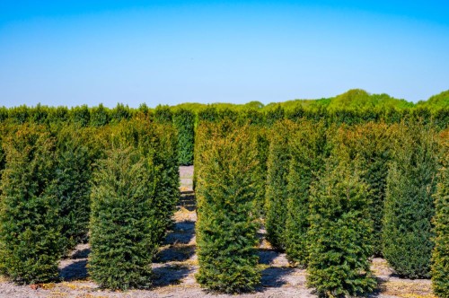 Cis pośredni Farmen - sadzonka 30-50 cm