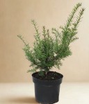 Cis pospolity - sadzonka 25-35 cm