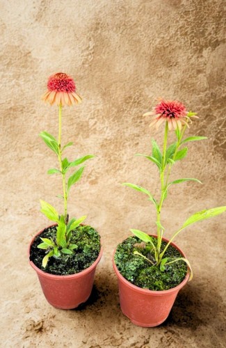 Jeżówka Supreme Cantelupe - sadzonka 30-50 cm