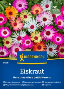 Przypołudnik stokrotkowy Eiskraut Kiepenkerl