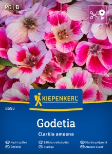 Godecja Godetia Kiepenkerl