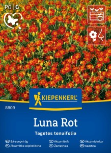 Aksamitka wąskolistna Luna Rot Kiepenkerl