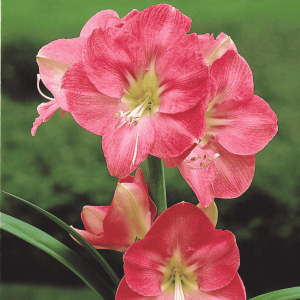 Amarylis Susan 1 szt.