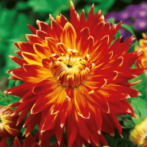 Dalia Akita 1 sztuka