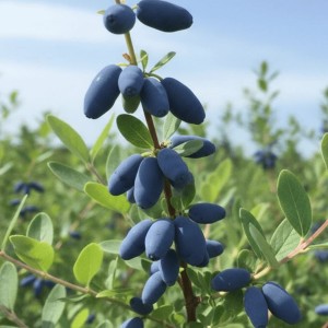 Jagoda Kamczacka Wojtek