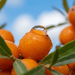 Rokitnik Zwyczajny Friesdorfer Orange