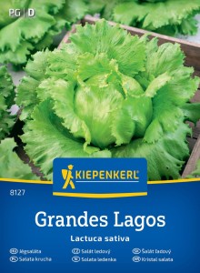 Sałata krucha (lodowa) Grandes Lakos - Kiepenkerl