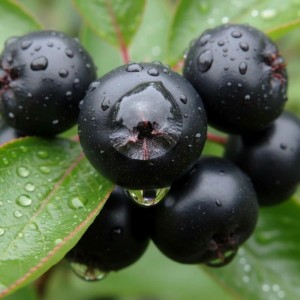 Aronia Czarna (Aronia Melanocarpa)